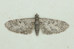 Eupithecia dodoneata