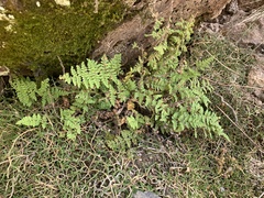 Myriopteris fendleri