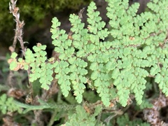 Myriopteris fendleri