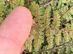 Myriopteris fendleri