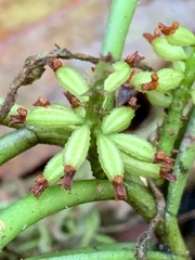 Vandeae