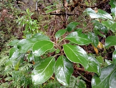 Brachyglottis buchananii