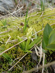 Platanthera dilatata