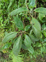 Fuchsia boliviana