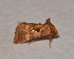 Enigmogramma admonens