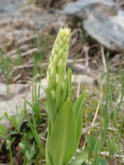 Platanthera dilatata