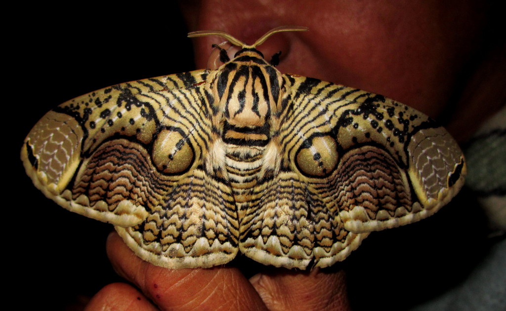 Brahmin Moths