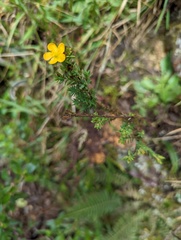 Hypericum laricifolium