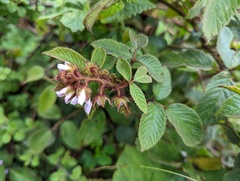 Rubus adenotrichos