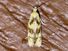 Phtheochroa vitellinana