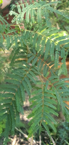 Leichhardt's Wattle (Acacia leichhardtii)