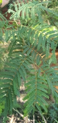 Acacia oshanesii