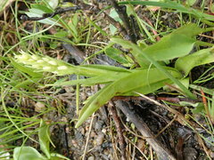 Platanthera dilatata