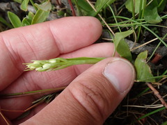 Platanthera dilatata
