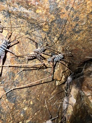 Pachyrhamma acanthocerum