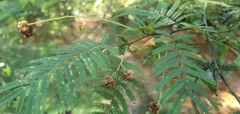 Acacia oshanesii