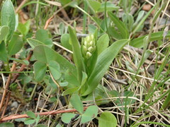 Platanthera dilatata