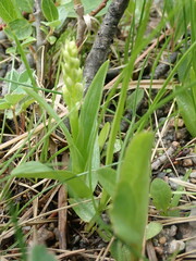 Platanthera dilatata