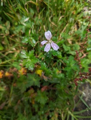 Geranium hayatanum