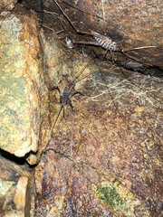 Pachyrhamma acanthocerum