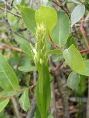 Platanthera dilatata