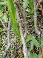 Platanthera dilatata