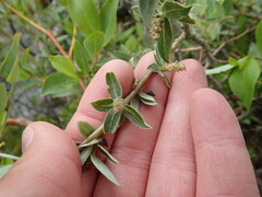Salix brachycarpa brachycarpa