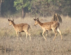 Rucervus duvaucelii branderi