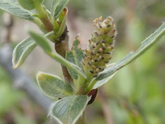 Salix brachycarpa brachycarpa