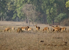 Rucervus duvaucelii branderi