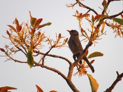 Hypsipetes madagascariensis