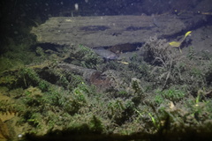 Percopsis transmontana