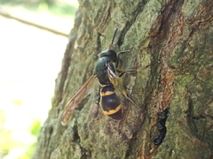 Orancistrocerus drewseni