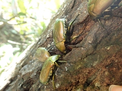 Pseudotorynorrhina japonica