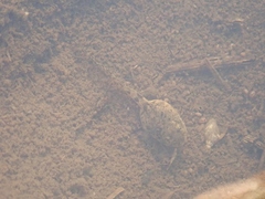 Fejervarya kawamurai