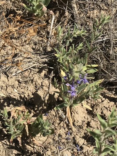iNaturalist observation photo of Vinegar Weed