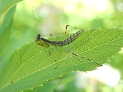 Hierodula patellifera patellifera
