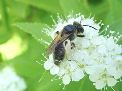 Andrena japonica