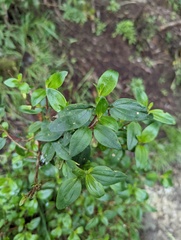 Melastomeae