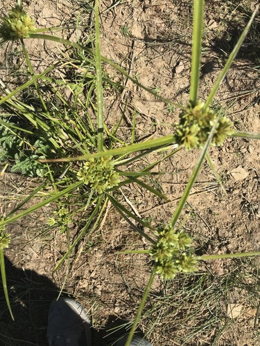 iNaturalist observation photo of tall flatsedge