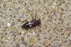 Enaphalodes taeniatus