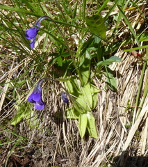 Pinguicula leptoceras