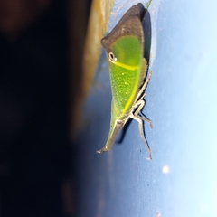 Odontoptera carrenoi