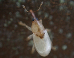 Notolomus basalis