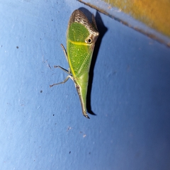 Odontoptera carrenoi
