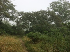 Anadenanthera colubrina