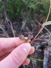 Eucalyptus sieberi