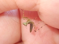 Hierodula patellifera patellifera