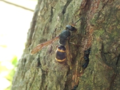 Orancistrocerus drewseni