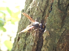 Orancistrocerus drewseni